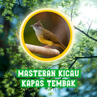 Masteran Kicau Kapas Tembak Zeichen