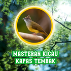 Masteran Kicau Kapas Tembak 아이콘