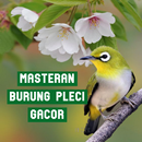 Masteran Burung Pleci Gacor APK