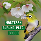 Masteran Burung Pleci Gacor Zeichen