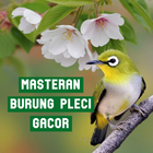 Masteran Burung Pleci Gacor icon