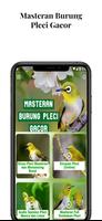 Masteran Burung Pleci Gacor Plakat