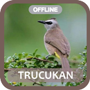 Masteran Trucukan Gacor APK