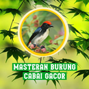 Masteran Burung Cabai Gacor APK