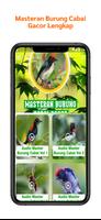 Masteran Burung Cabai Gacor Affiche