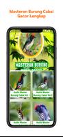 Masteran Burung Cabai Gacor poster