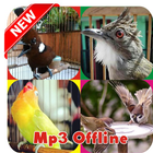 Masteran Kicau Kasar Mp3 Offline icon