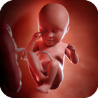 Беременность: рост эмбриона иконка