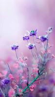Flower Wallpaper স্ক্রিনশট 2