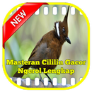 Masteran Cililin Gacor Ngerol Lengkap APK