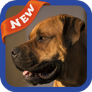 Mastiff Wallpaper APK