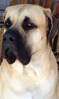 Mastiff Wallpaper poster