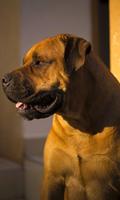 Mastiff Wallpaper screenshot 1