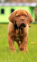 Mastiff Wallpaper screenshot 2