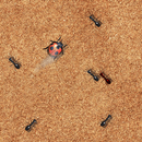 APK Smash the Bugs X