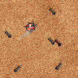 Smash the Bugs X