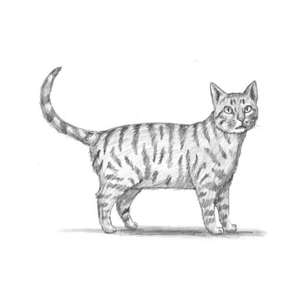 How to draw a cat step by step howto techno