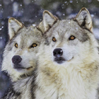Wolf Hintergrundbild Zeichen