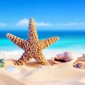 Starfish Wallpapers