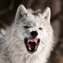 흰 늑대 배경 화면 APK