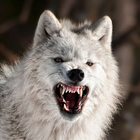 흰 늑대 배경 화면 아이콘