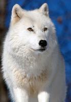 흰 늑대 배경 화면 포스터