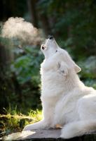 흰 늑대 배경 화면 스크린샷 1