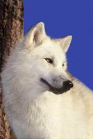 흰 늑대 배경 화면 스크린샷 2