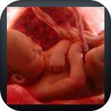 مراحل نمو الجنين