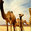 Camel Ringtone