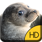 Cute Seal Live Wallpaper আইকন