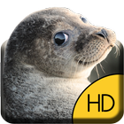 Cute Seal Live Wallpaper-icoon