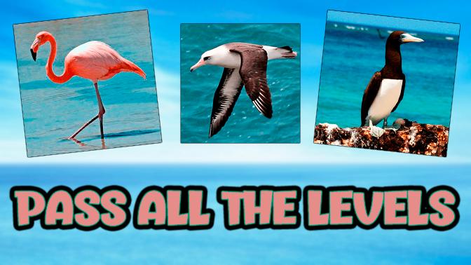 Guess The Bird Quiz For Android Apk Download - roblox flamingo quiz