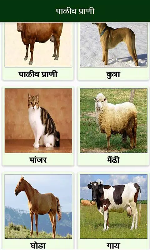 Animal Information in Marathi APK pour Android Télécharger Animal Information in Marathi APK pour Android Télécharger