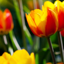 Tulip Wallpaper APK