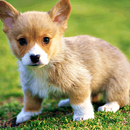 Corgi Wallpaper APK