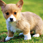 Corgi Wallpaper 圖標
