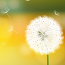 Dandelion Wallpaper aplikacja