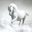 Horses Wallpaper