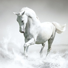 Horses Wallpaper أيقونة