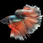 Koi Fish Wallpaper أيقونة