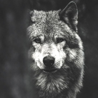 Lone Wolf Wallpaper ikona