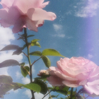 Pink Aesthetic Wallpaper simgesi