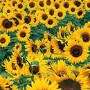 Sunflower Wallpaper aplikacja