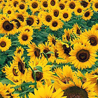 Sunflower Wallpaper-icoon