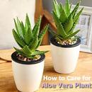 Care for Your Aloe Vera Plant APK