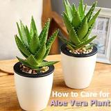 Care for Your Aloe Vera Plant icône