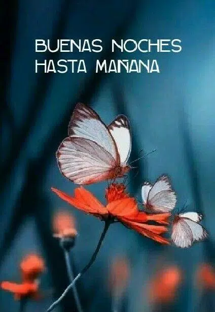 Buenas Noches GIF APK pour Android Télécharger Buenas Noches GIF APK pour Android Télécharger