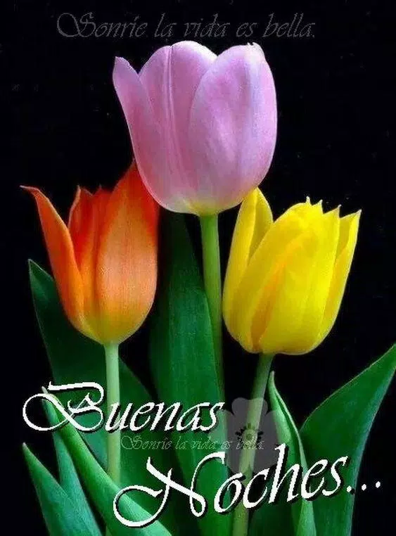 Buenas Noches Fotos Rosa GIF APK for Android Download Buenas Noches Fotos Rosa GIF APK for Android Download