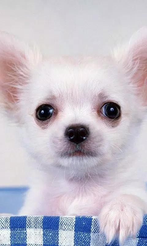 Android向けのチワワ犬の壁紙 Apkをダウンロードしましょう Android向けのチワワ犬の壁紙 Apkをダウンロードしましょう